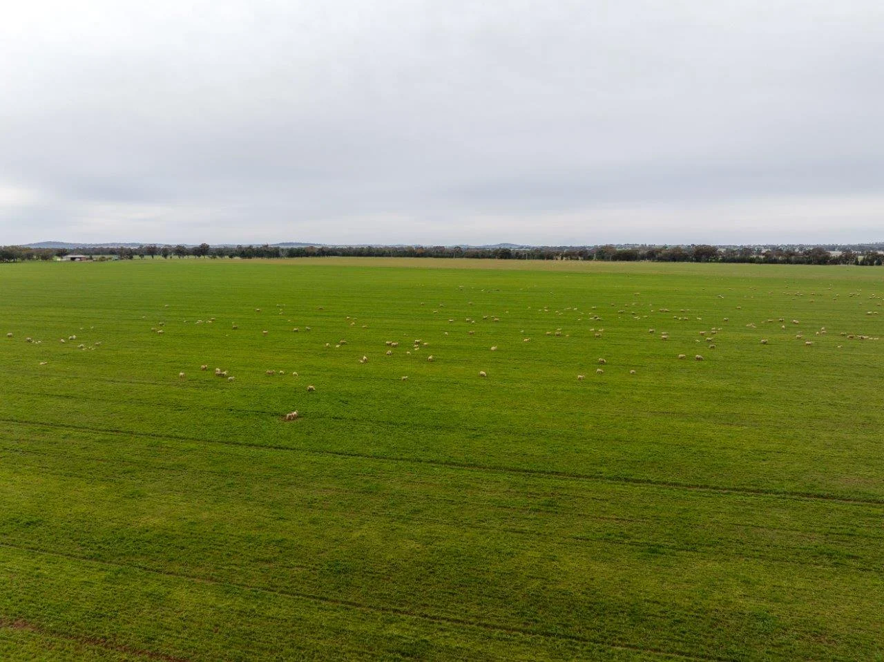 Additional image 3 of 'Lyndhurst' 639 Rannock Road, Coolamon NSW 2701