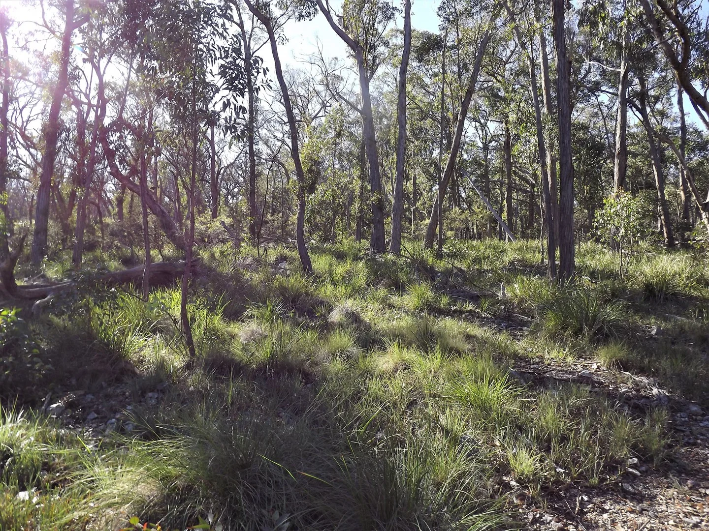 1527 New England Highway, Dundee NSW 2370