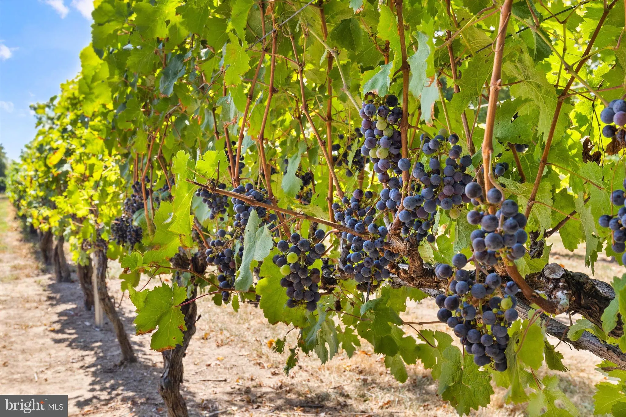 Additional image 110 of 24428 Cabernet Lane, Lewes, DE 19958