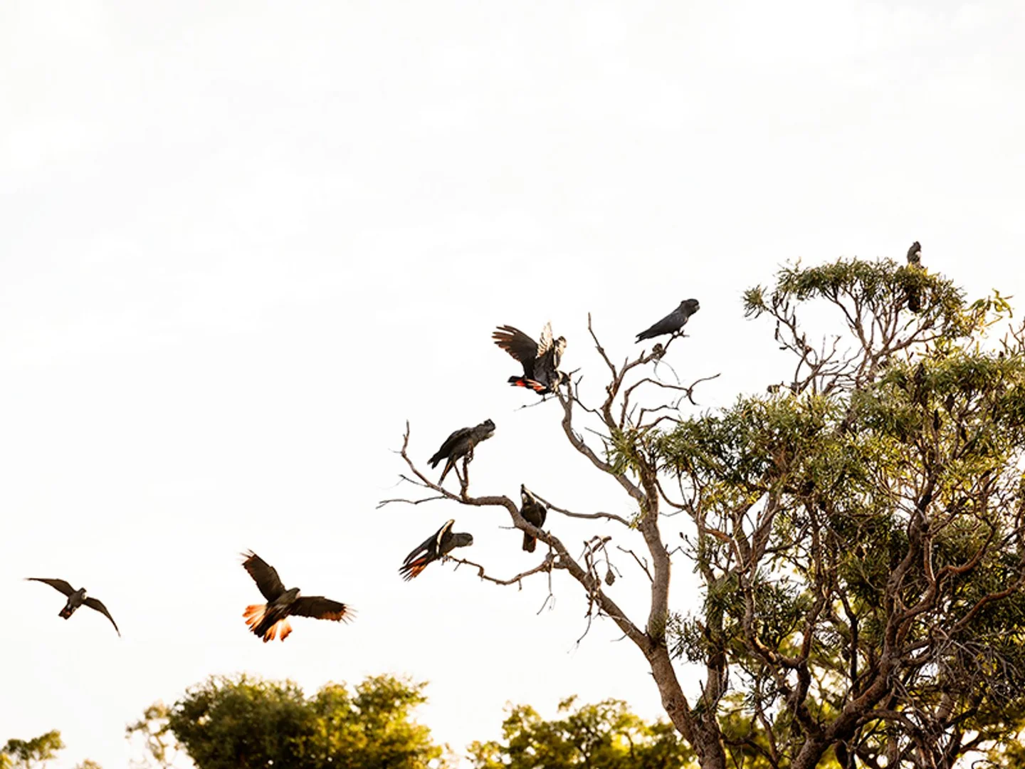 Additional image 9 of Lot 309 Lakewood Parkway, Coodanup WA 6210