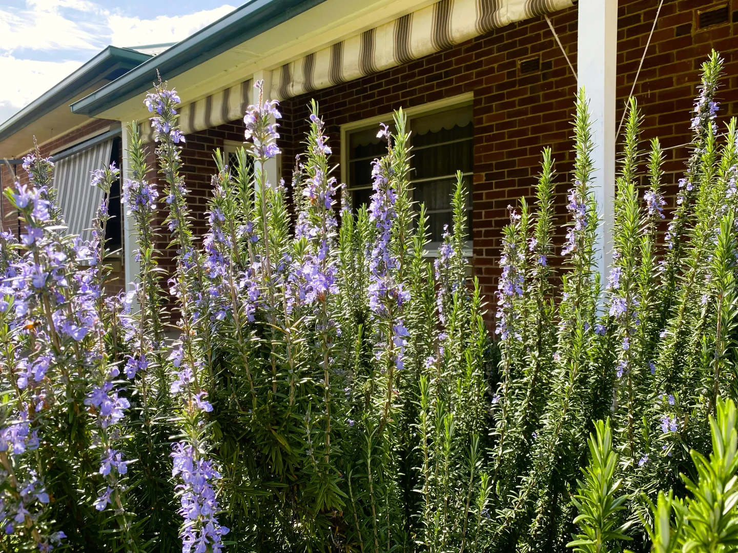 Additional image 5 of "Glenroy" 165 Bald Hills Road, Grenfell NSW 2810