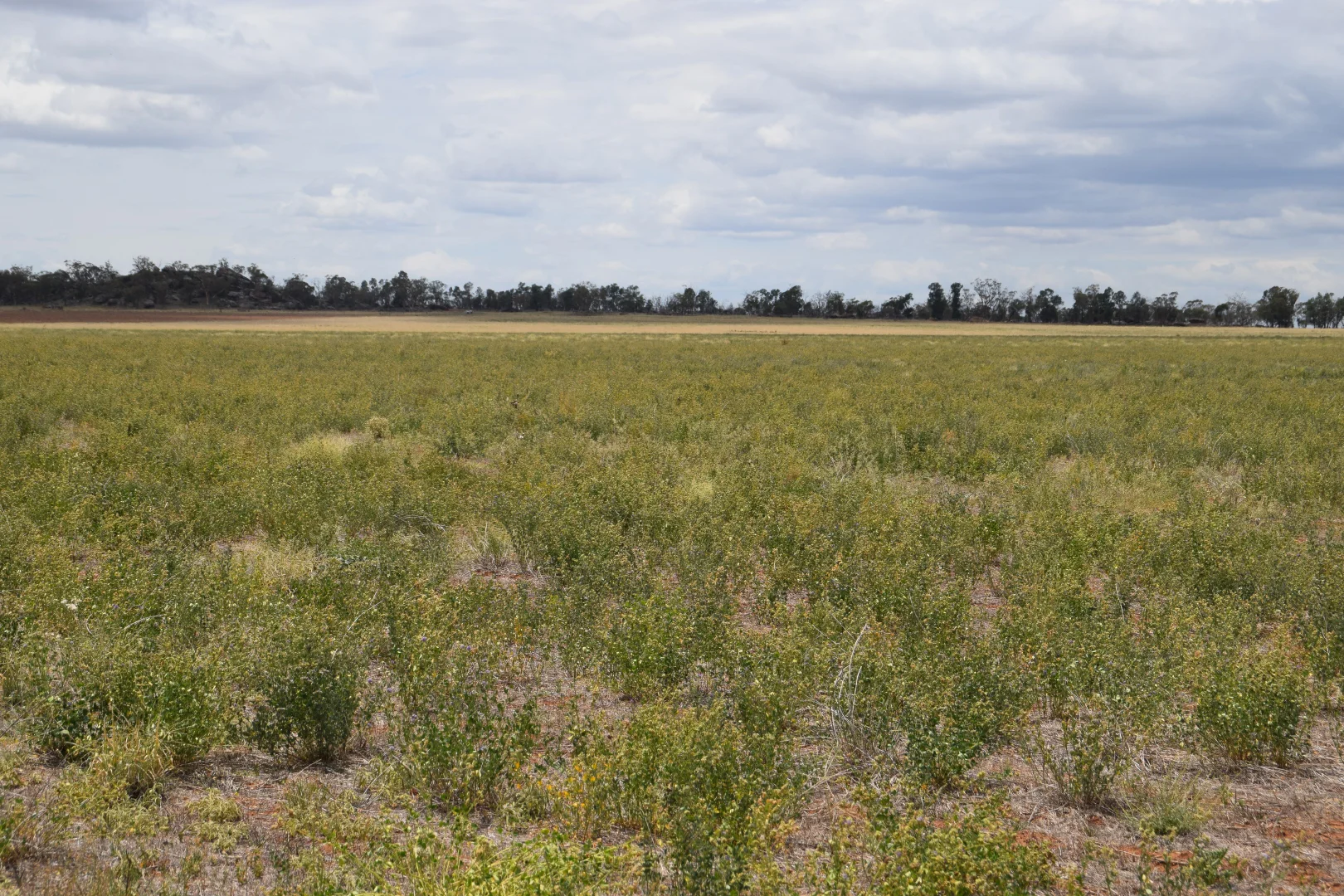 Additional image 39 of 'Weemala' 2075 The McGrane Way, Tullamore NSW 2874