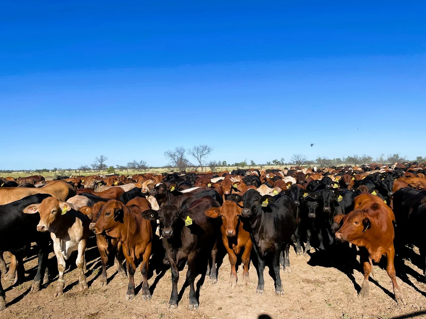 Additional image 12 of 2369 Eureka Plains Road, Enngonia NSW 2840