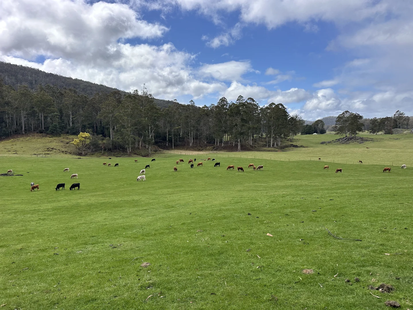 Additional image 4 of 64 Mersey Forest Road, Liena TAS 7304