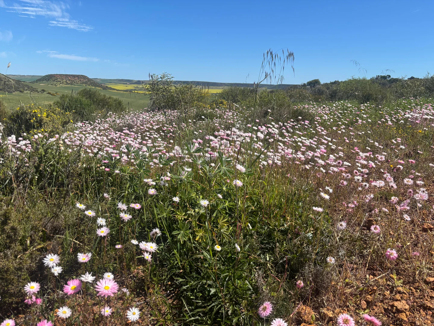 Additional image 10 of 9500 Chapman Valley Road, Narra Tarra WA 6532