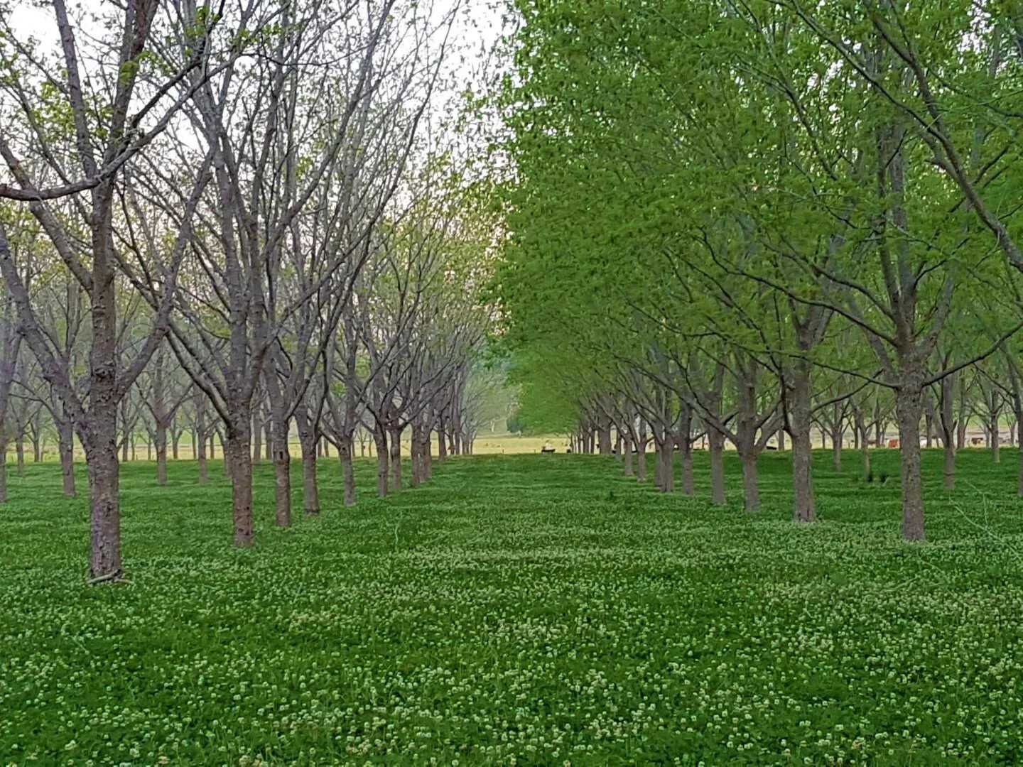 Additional image 27 of 139 Homestead Road, Kyogle NSW 2474