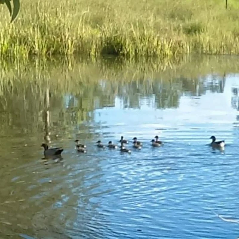 Additional image 31 of Moolboolaman QLD 4671