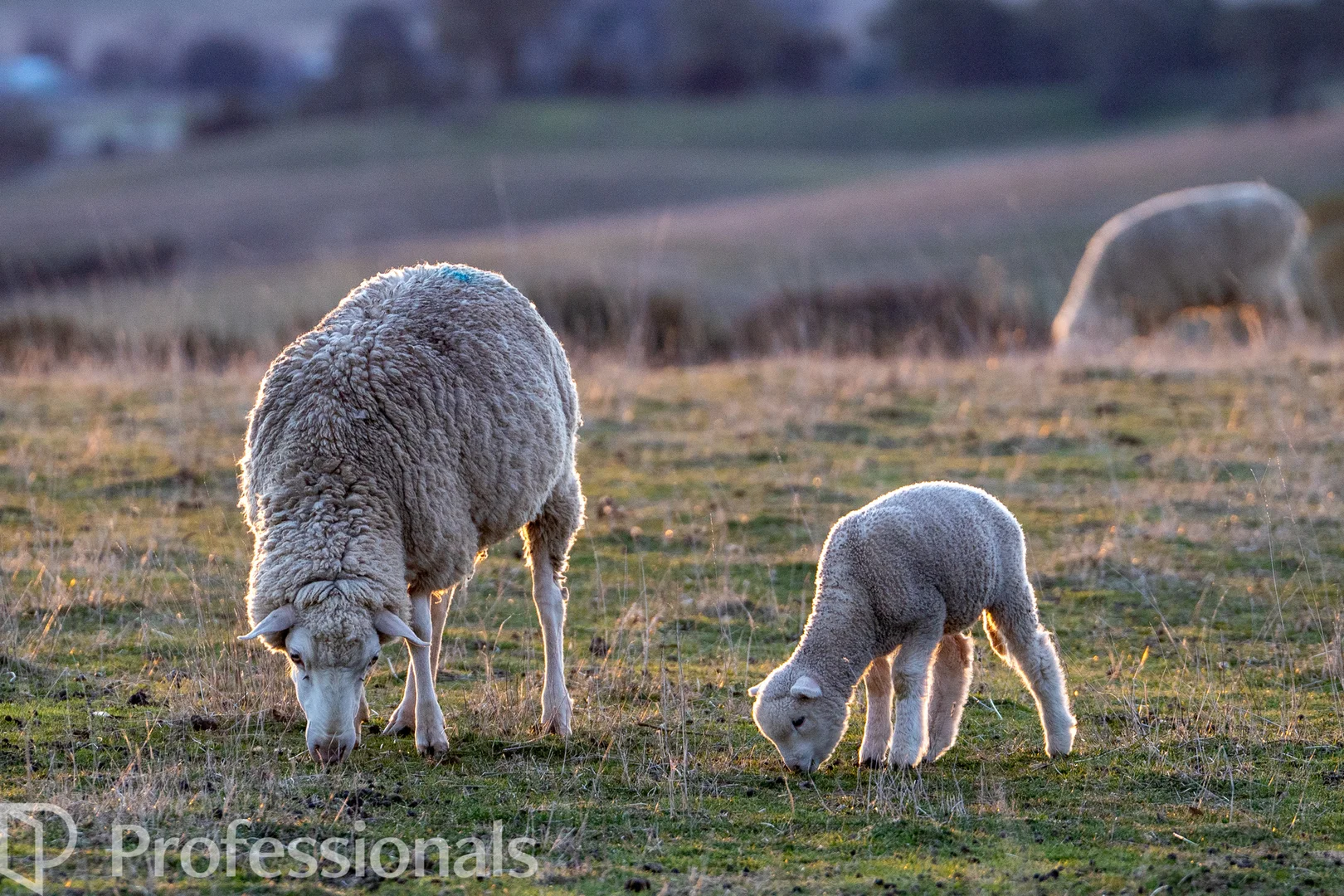 Additional image 26 of 174 Emu Swamp Road, Orange NSW 2800