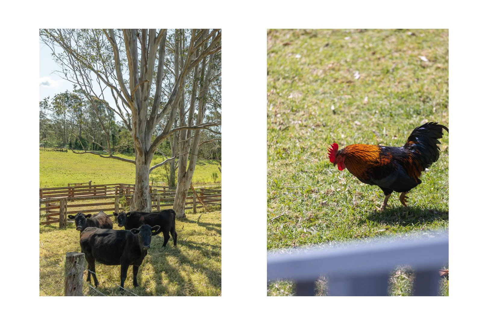 Additional image 28 of 1813 The River Road 'Strathclyde', Brooman NSW 2538