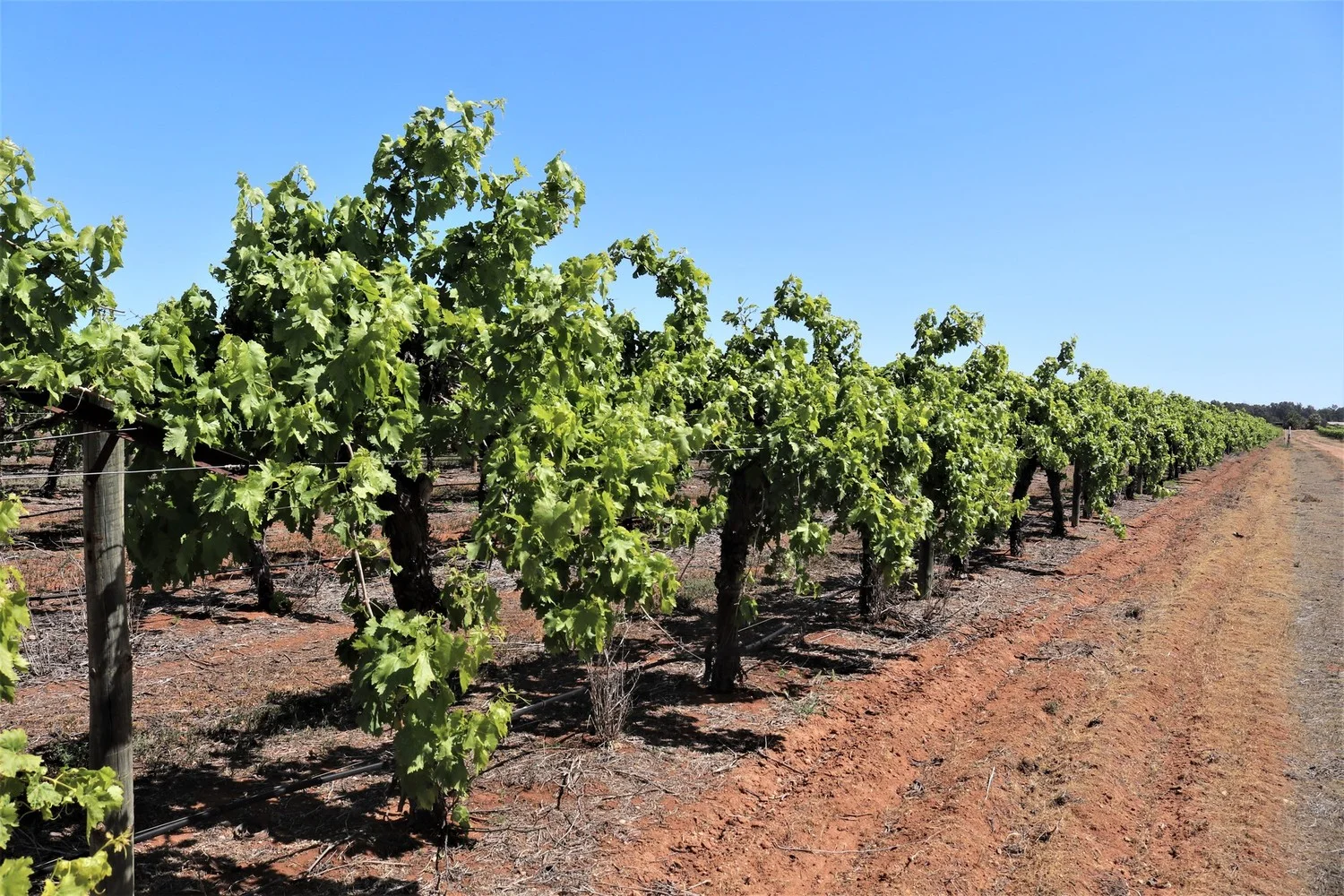 Additional image 9 of 2756 Tapalin Mail Road, Euston NSW 2737