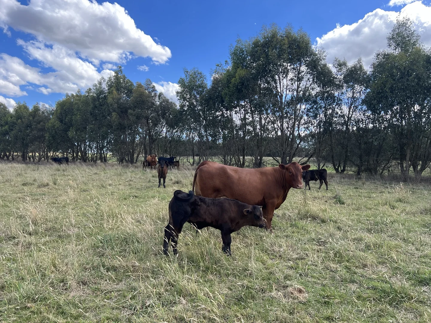 Additional image 30 of Lot 1 Mount Rae Road, Roslyn, Crookwell NSW 2583