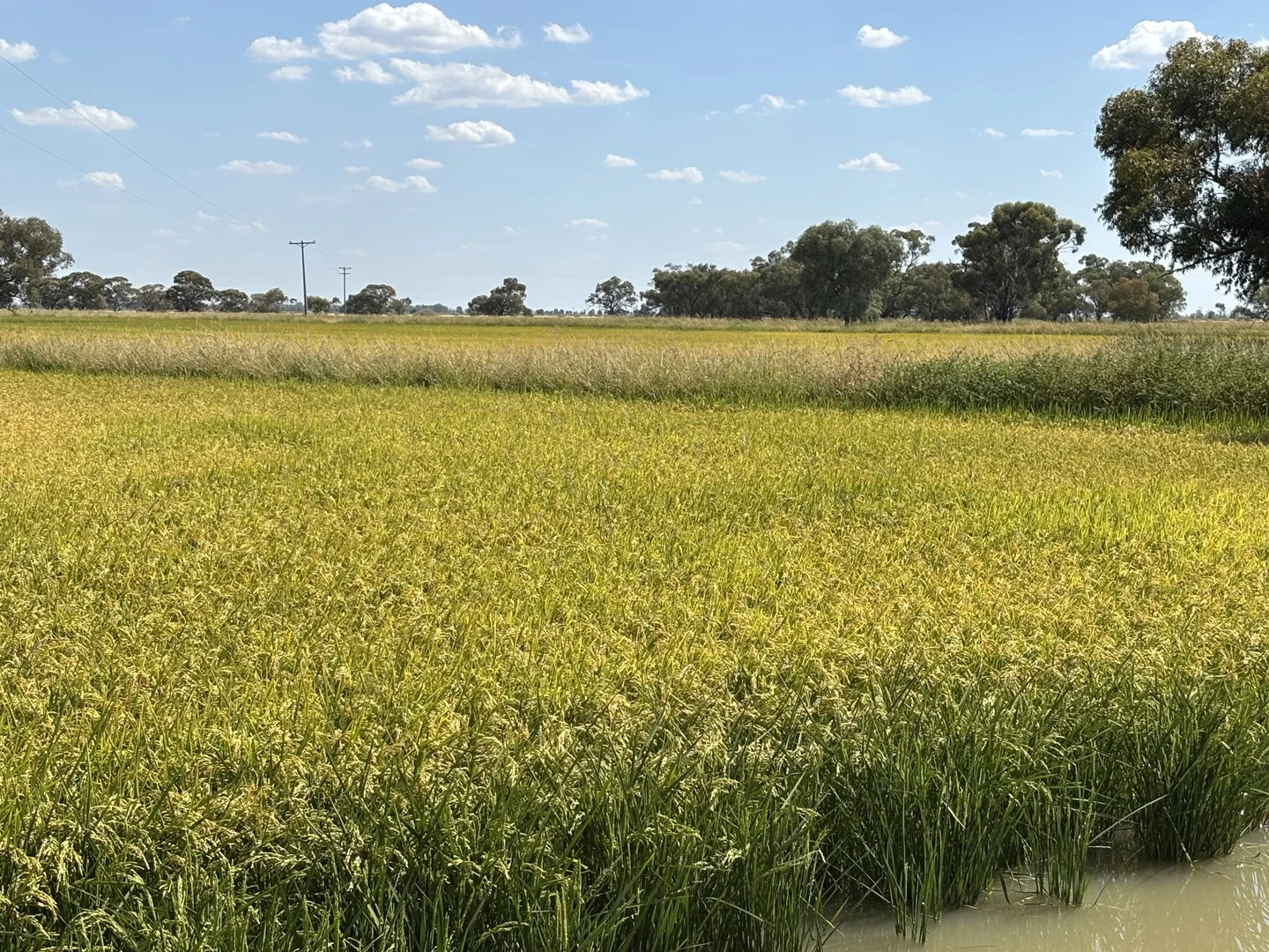 Additional image 3 of 495 Burraboi Road, Barham NSW 2732