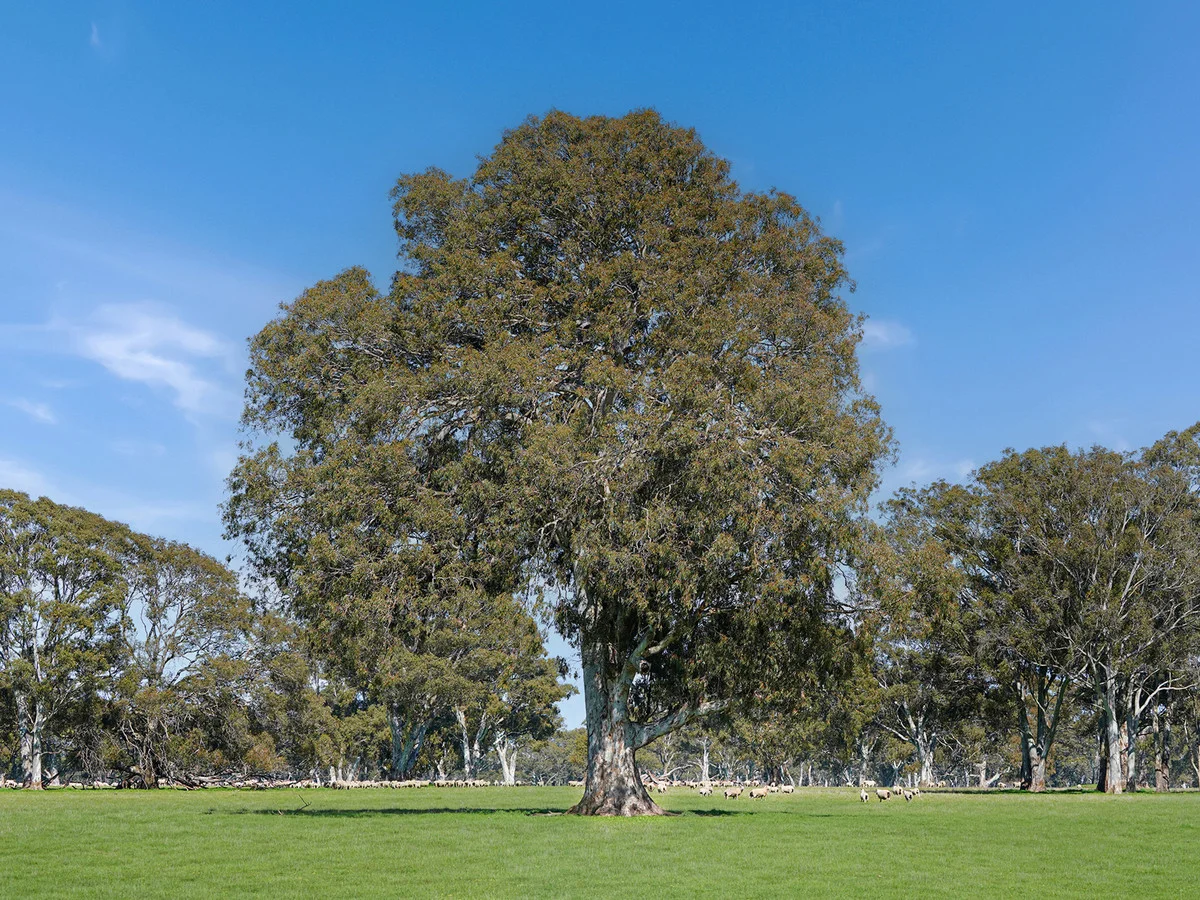 Additional image 4 of 813 Yarramyljup Road, Rocklands VIC 3401