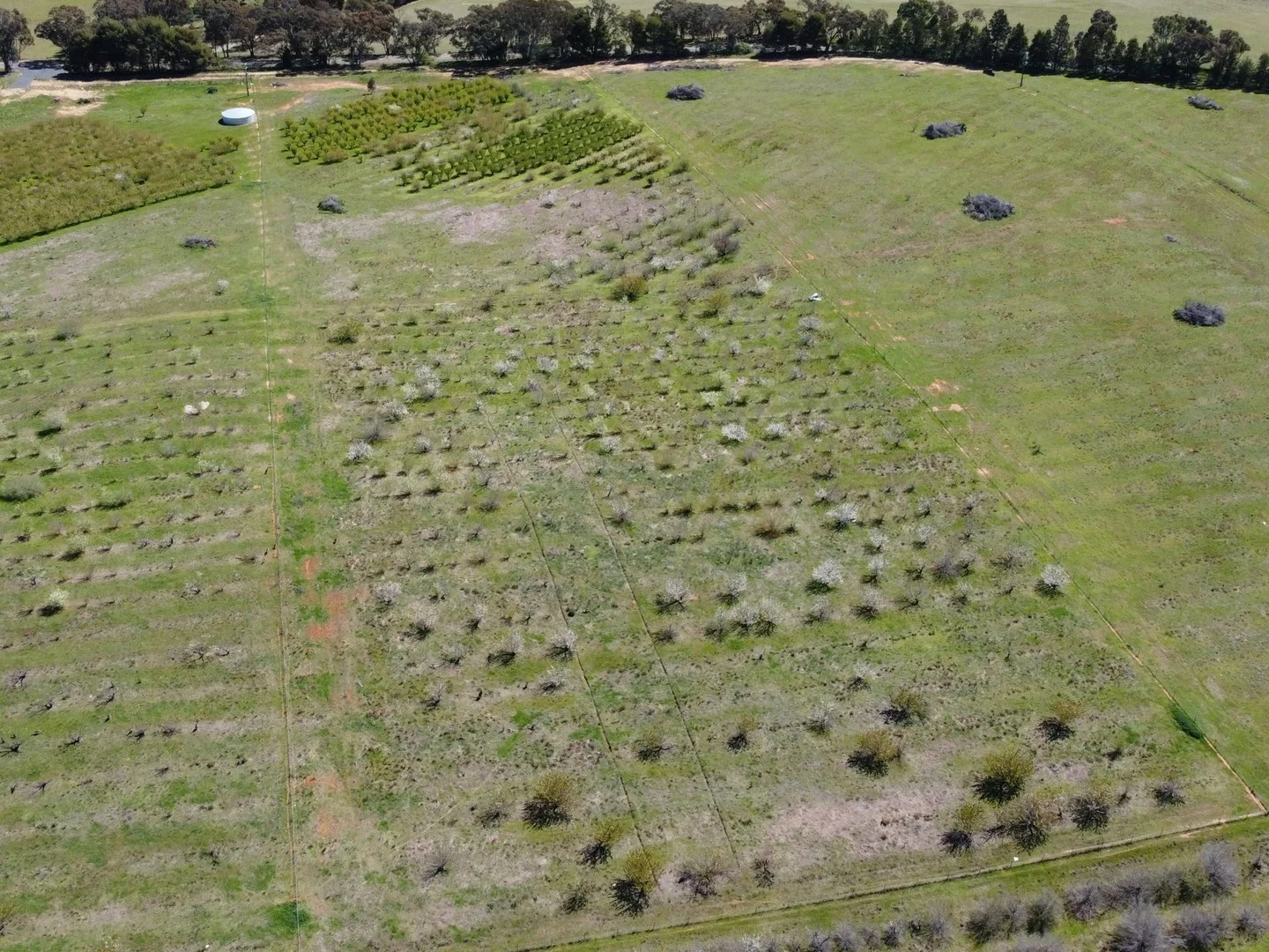 264 Scenic Road, Young NSW 2594