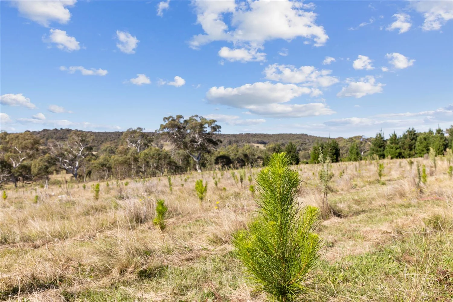 Additional image 31 of 134 Lakeview Road, Tarago NSW 2580