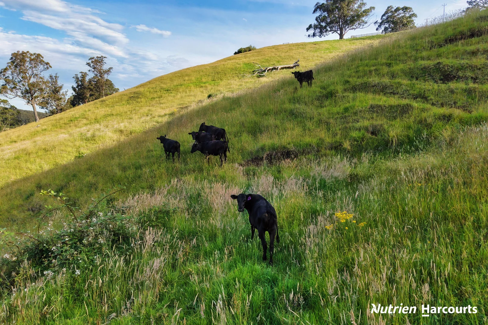 Additional image 13 of 482 Old Whitelaws Track, Devon North VIC 3971