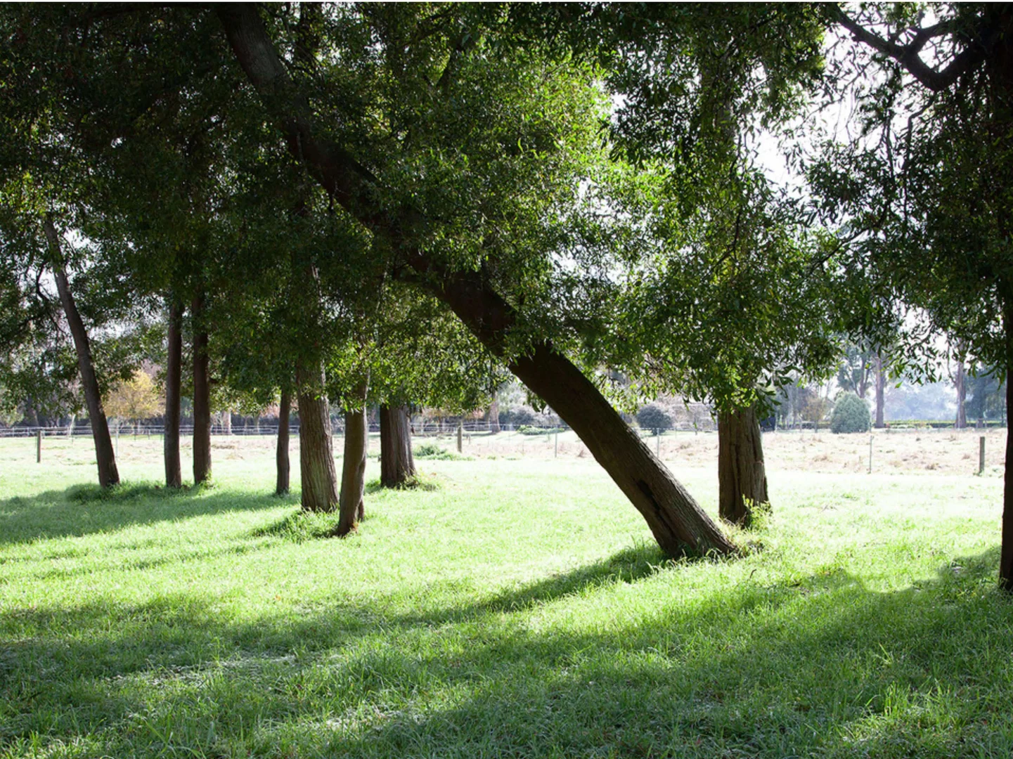 Additional image 6 of 1093 Taggerty-Thornton Road, Thornton VIC 3712