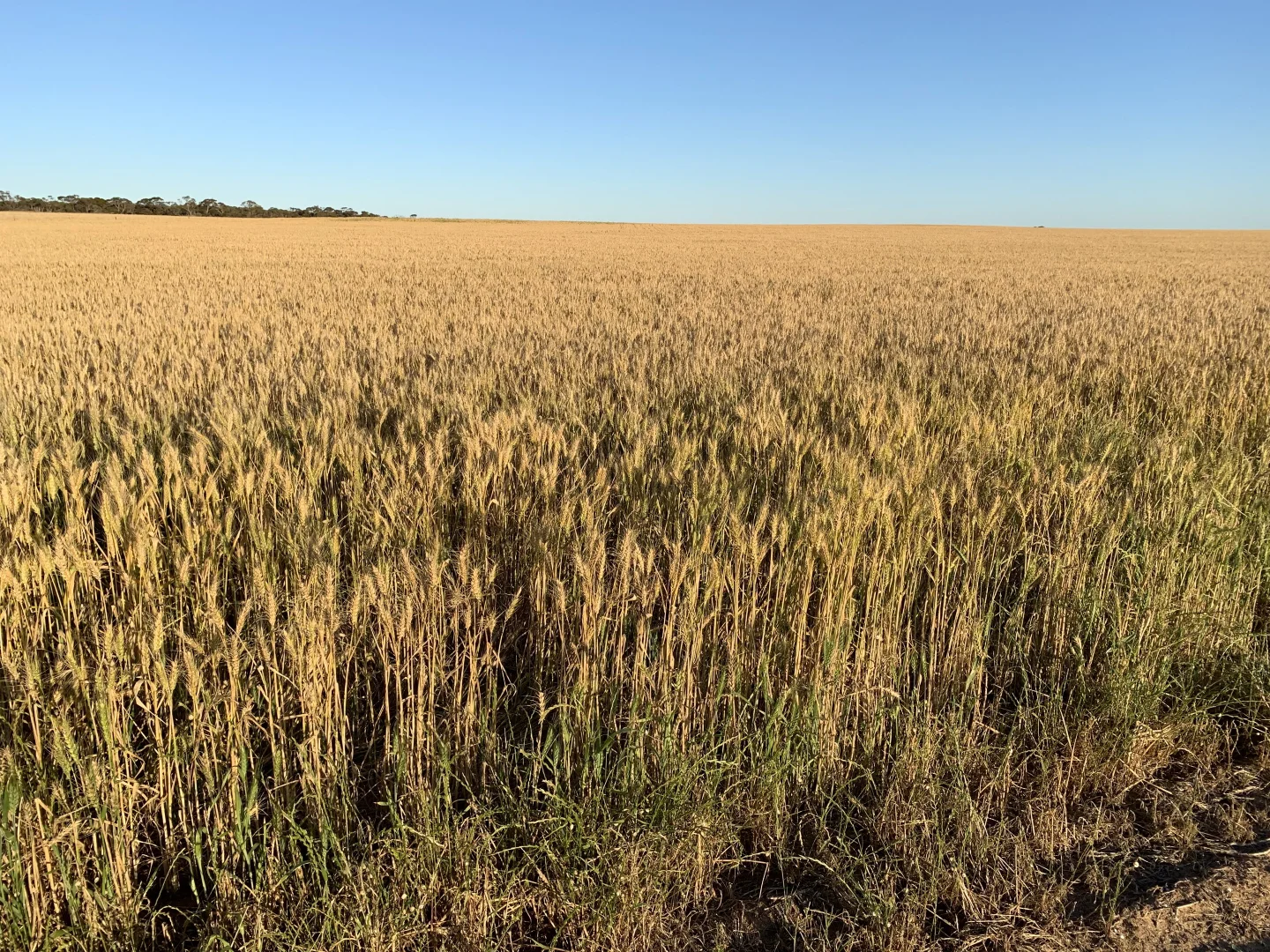 Additional image 5 of 9723 Tod Highway, Lock SA 5633