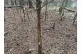 Additional image 16 of Old Bradley Rd, Mardela Springs, MD, 21837