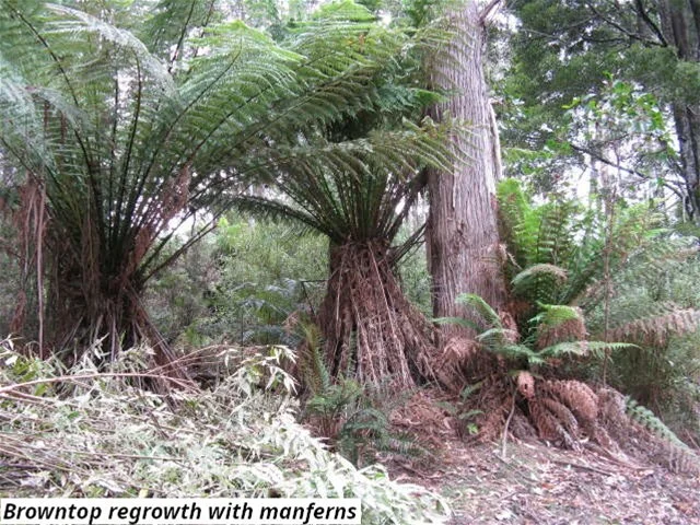 Additional image 5 of 755 Lottah Road, Lottah TAS 7216