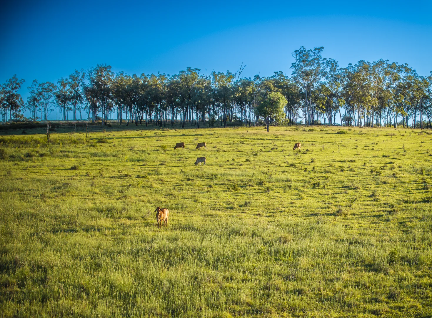 Additional image 23 of 833 Fosters Road, Guluguba QLD 4418