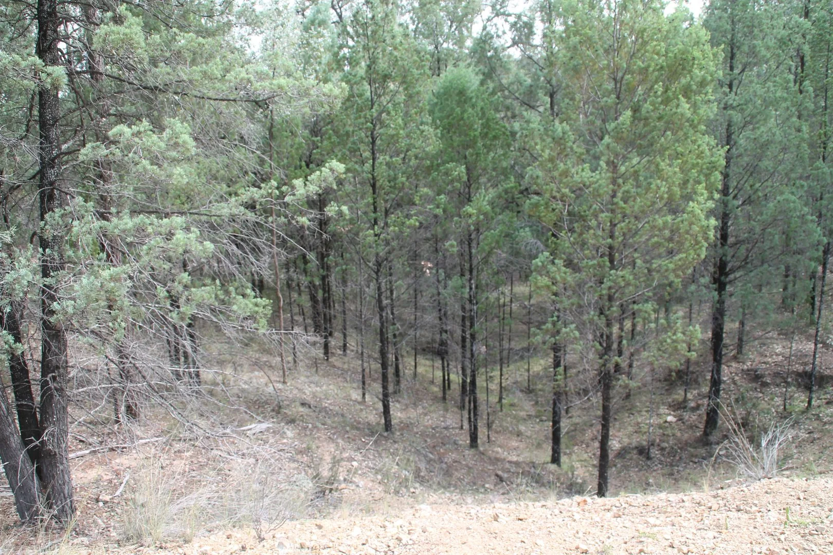 Additional image 9 of Lot 19 Mountain Creek Road, Tenterfield NSW 2372