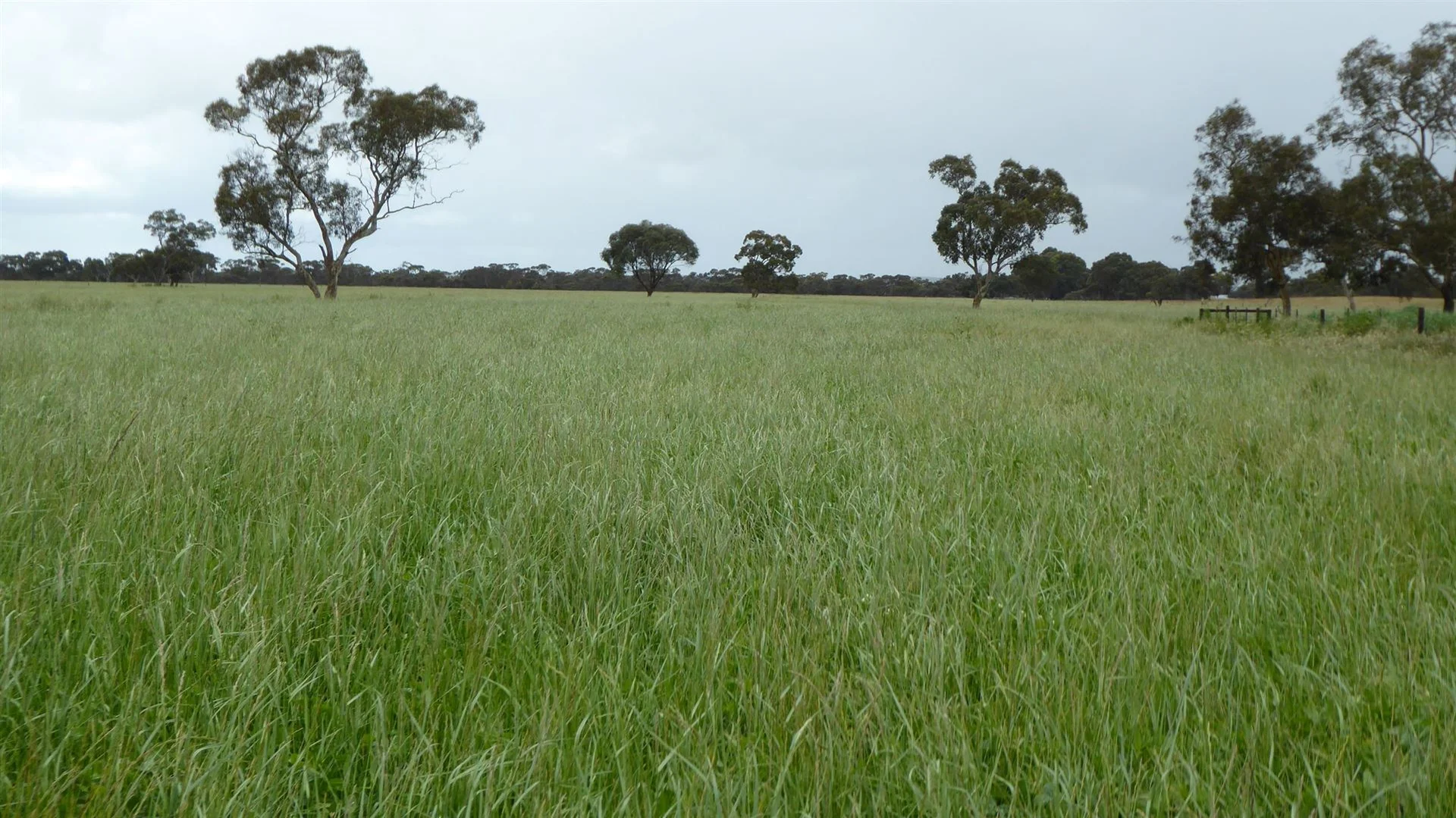 Additional image 16 of 2606 Riddoch Highway, Keith SA 5267