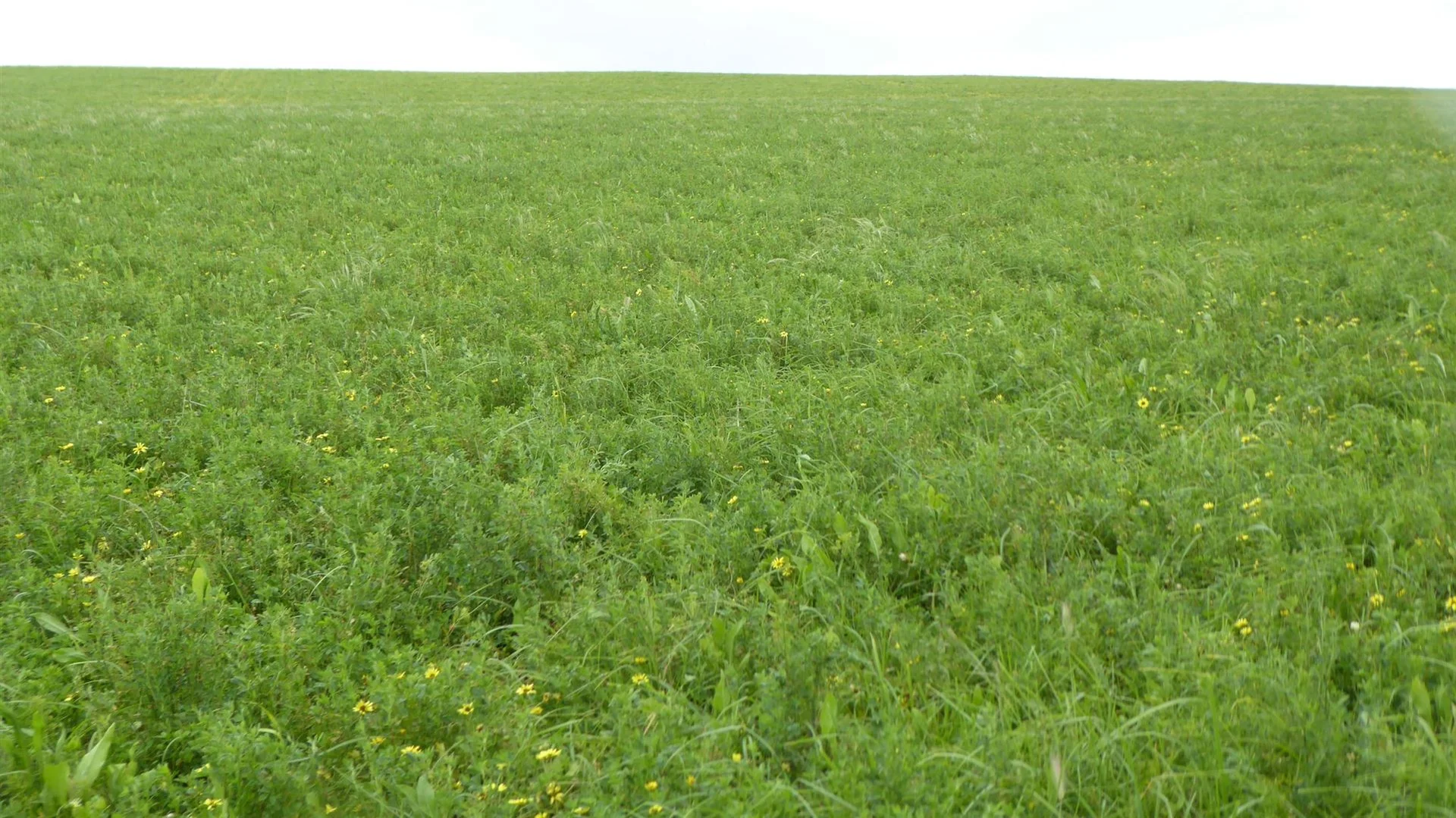 Additional image 5 of 2606 Riddoch Highway, Keith SA 5267