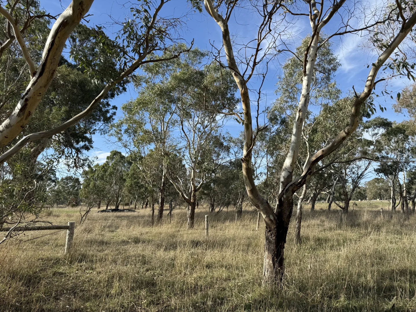 Additional image 9 of Lot 100 Dergholm Road, Penola SA 5277