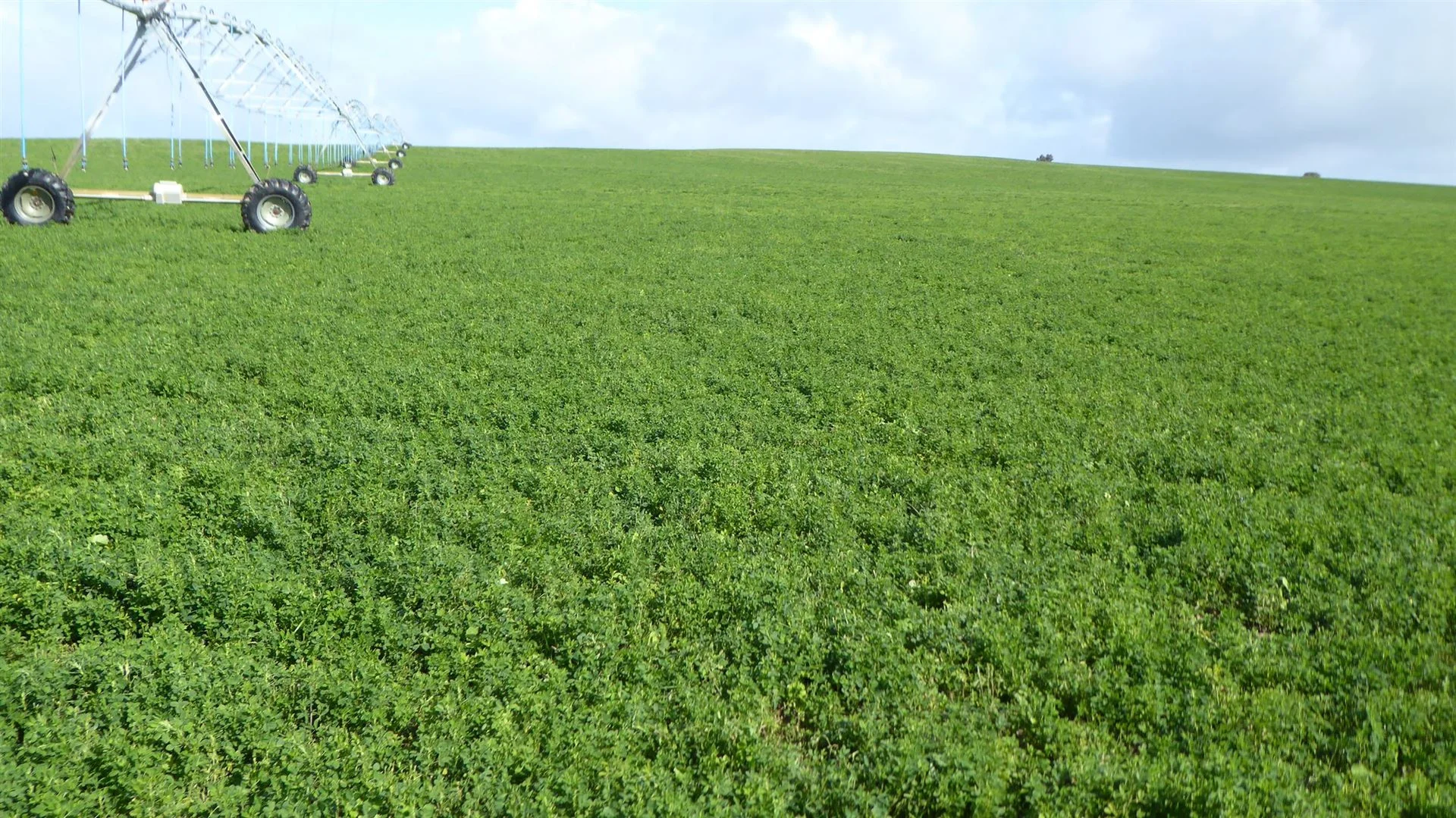 Additional image 9 of 2606 Riddoch Highway, Keith SA 5267