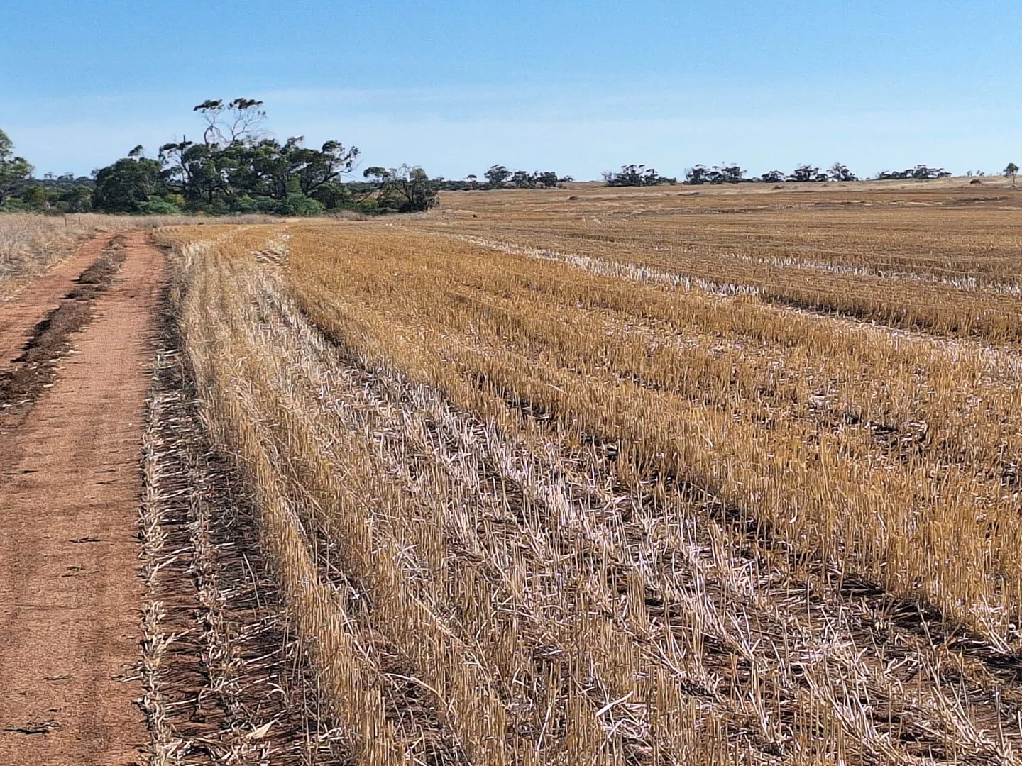 Additional image 7 of Lot 801 Carnamah - Perenjori Road, Carnamah WA 6517