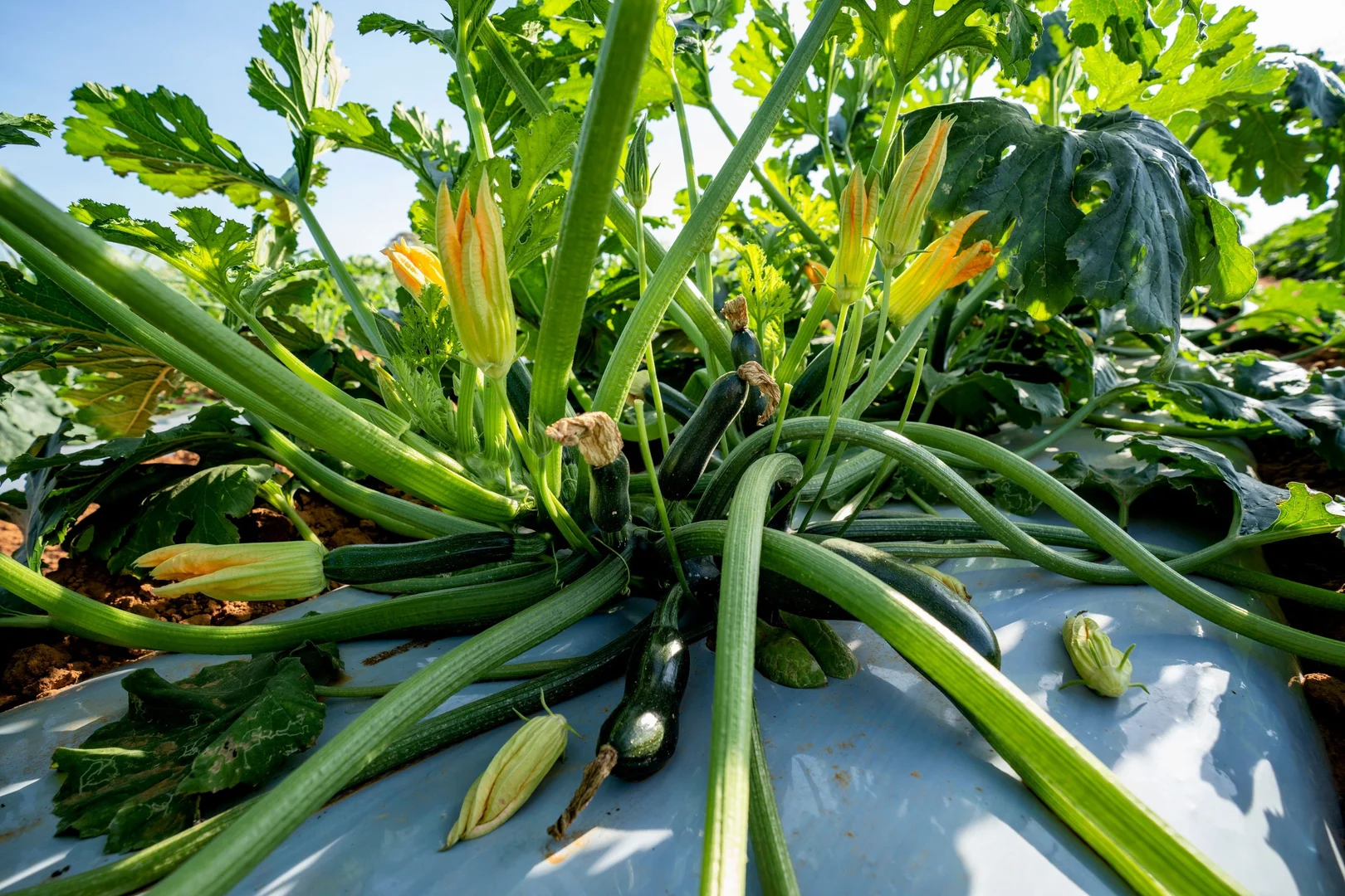 Additional image 33 of 349 Mulligans Lagoon Rd, Kununurra WA 6743