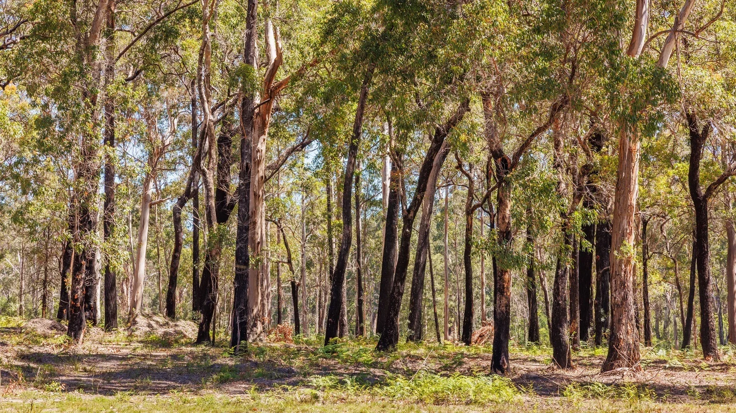 Additional image 5 of 72 Wonboyn Road, WONBOYN Via, Eden NSW 2551