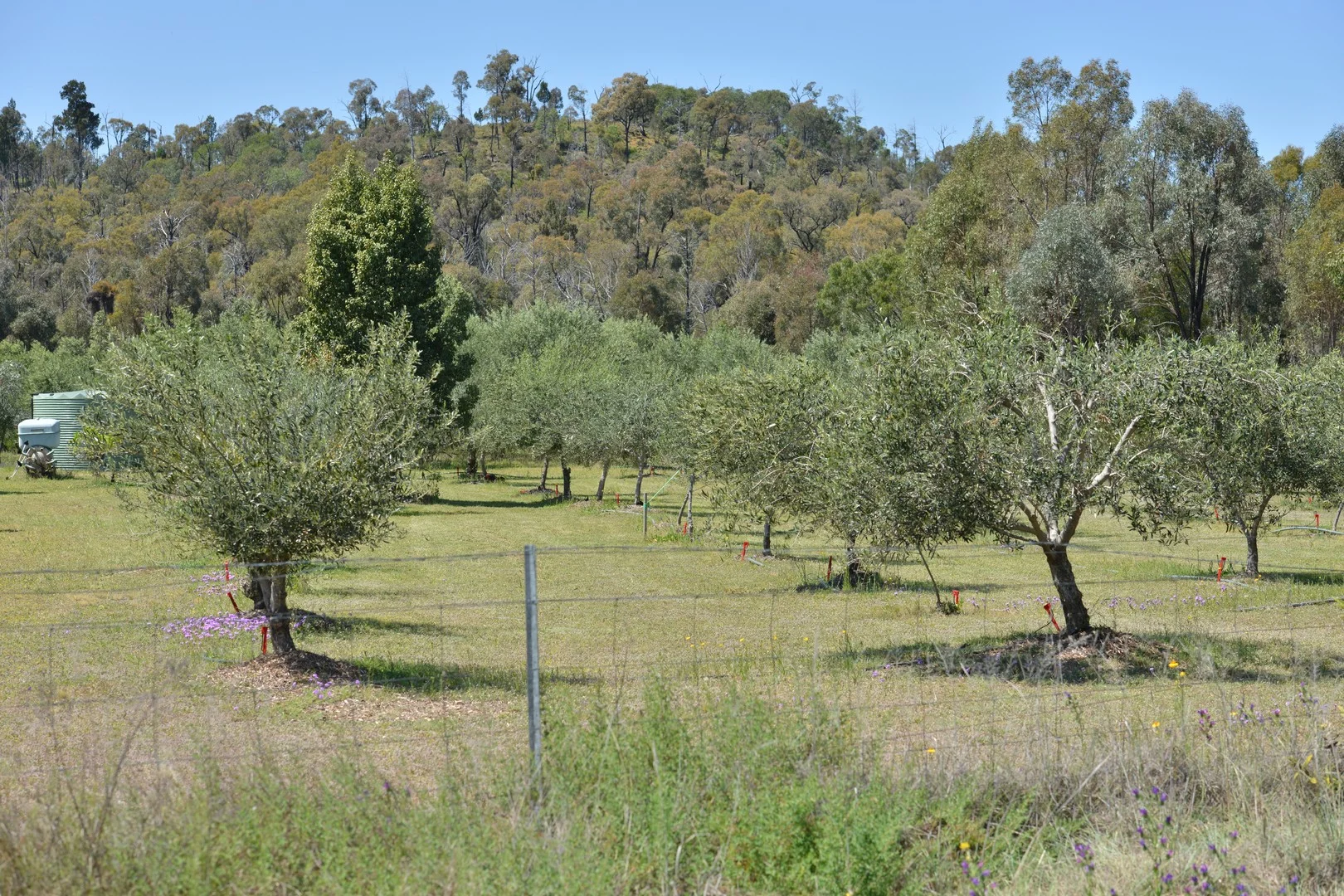 Additional image 9 of 20 Kurrajong Road, Coonabarabran NSW 2357