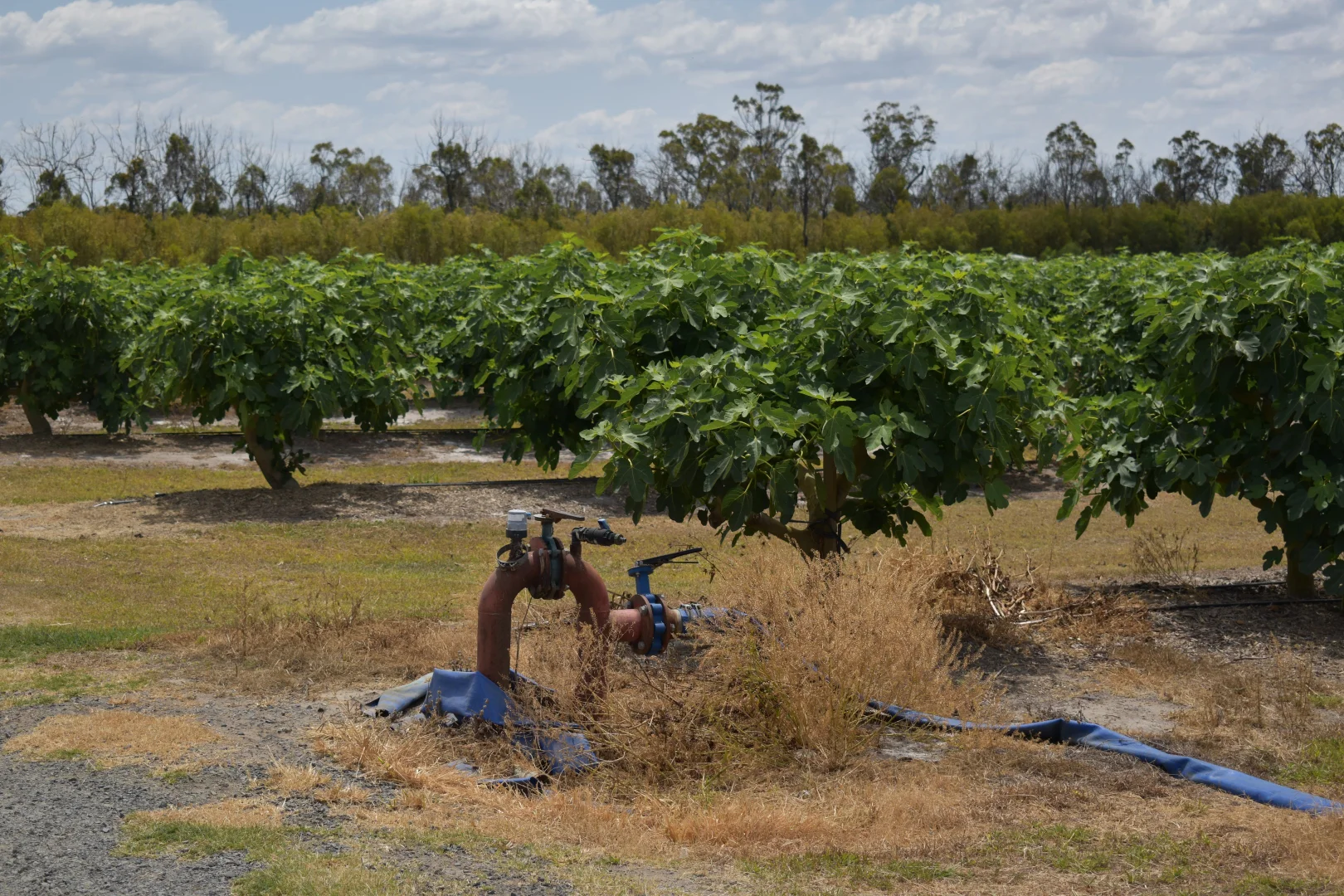 Additional image 2 of 135 Newlands Road, North Gregory QLD 4660