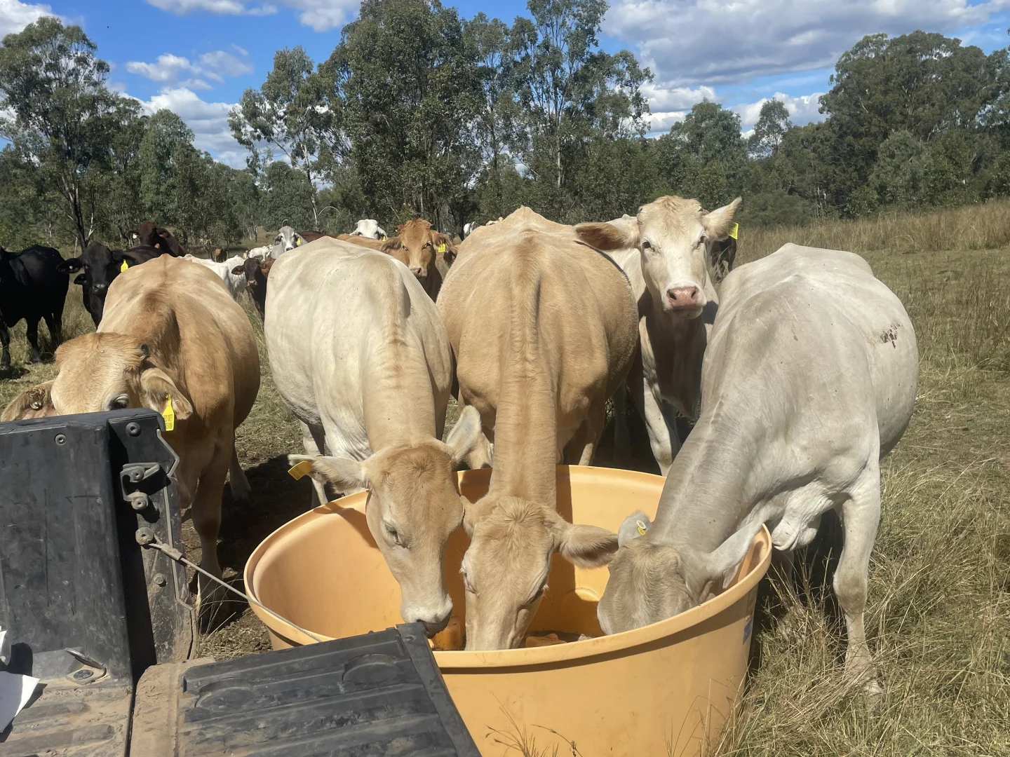 Additional image 2 of Lot 33, 34 & 35 Bilboolan Road, Mungy QLD 4671