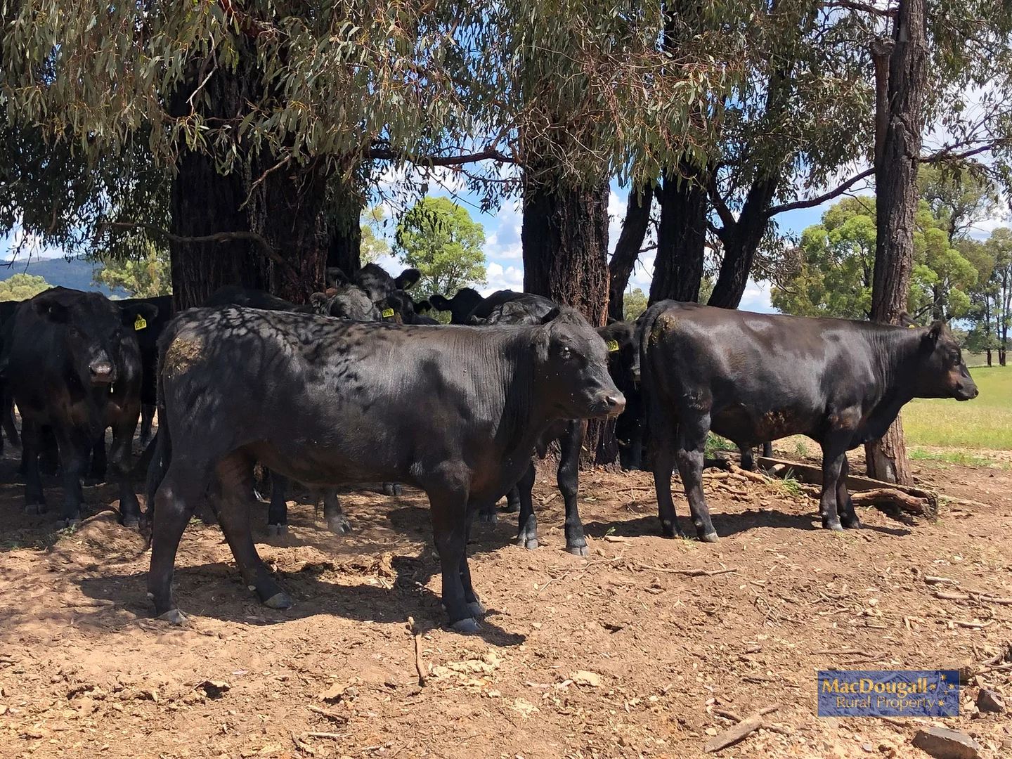 Additional image 28 of 384 Dry Creek Road, Georges Creek NSW 2365