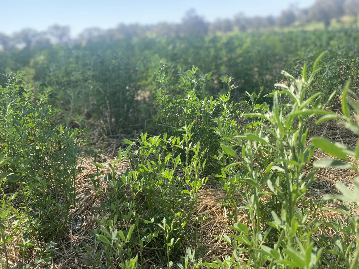 Additional image 18 of 1 Tremains Lane, Toogong NSW 2864