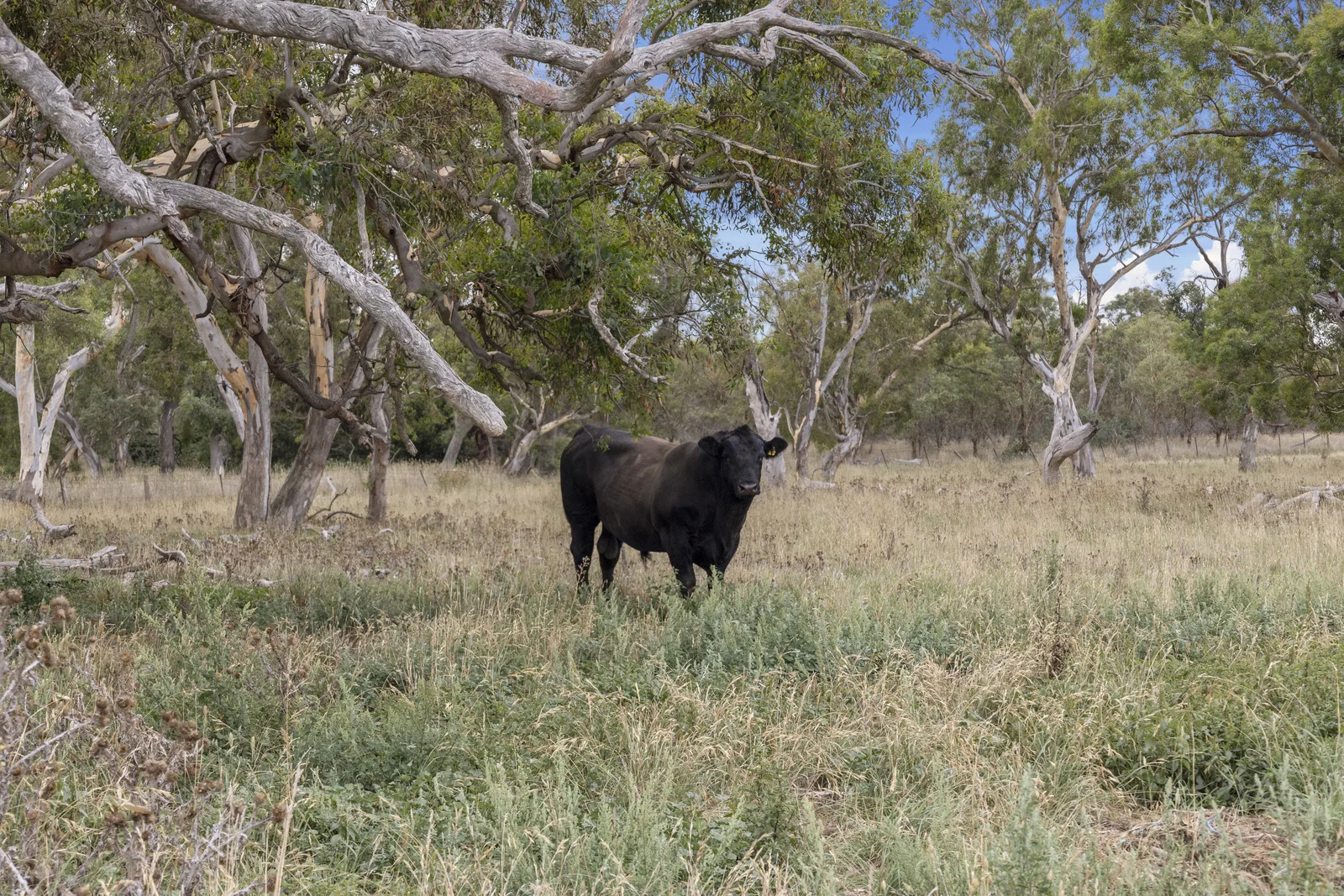 Additional image 2 of Lot 15 & 16 Barton Highway, Murrumbateman NSW 2582