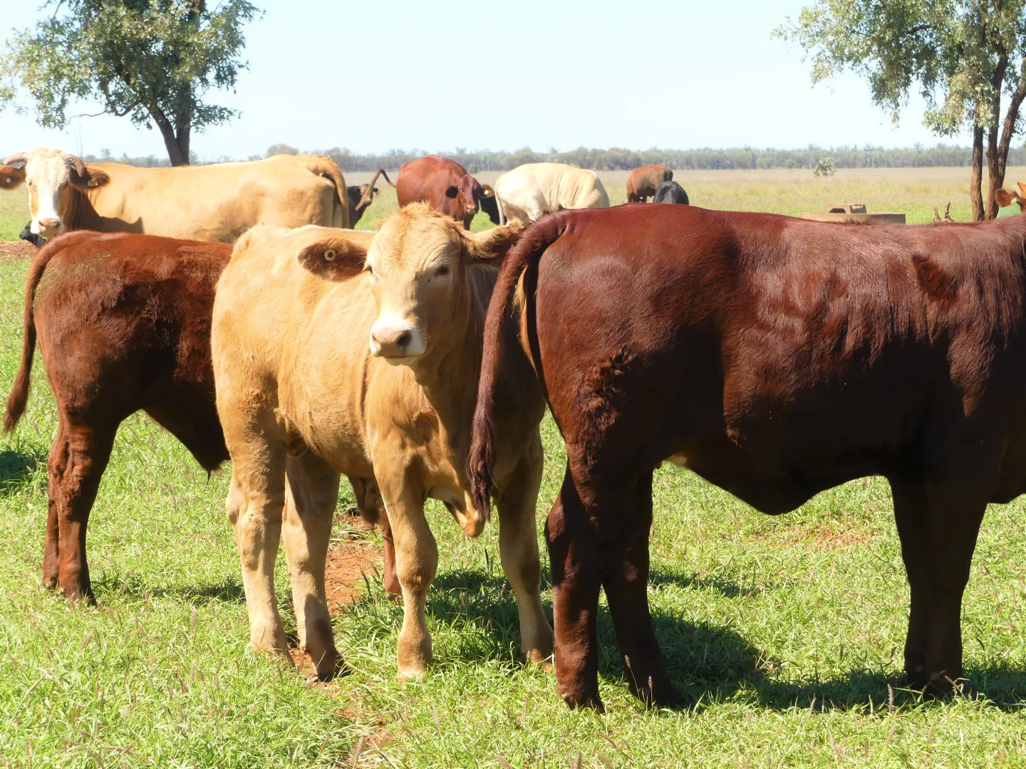 Additional image 20 of "Bonavista" 13724 Mitchell - St George road, Roma QLD 4455