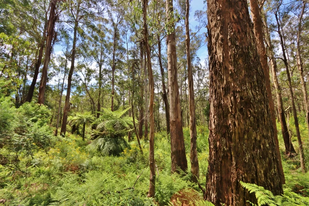 Additional image 9 of 2844 Mt Darragh Road, Wyndham NSW 2550