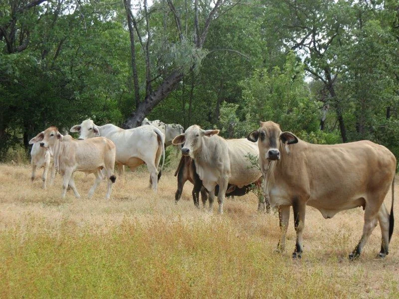 Additional image 34 of Van Lee Station, Mount Surprise QLD 4871