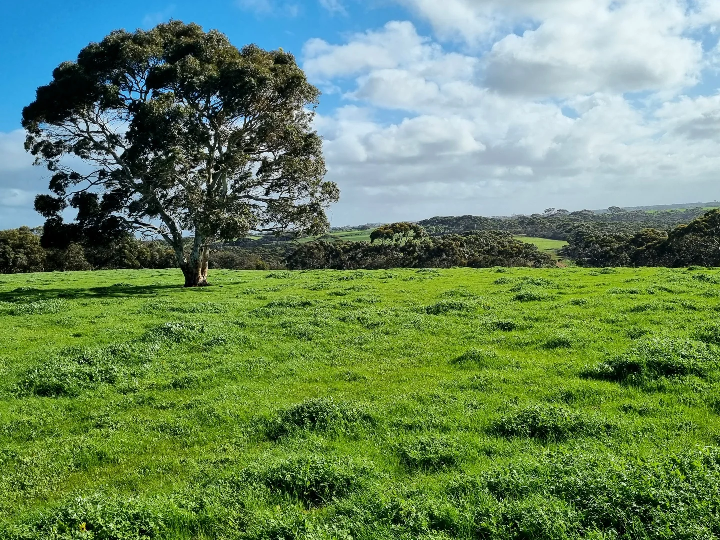 Additional image 13 of 958 Crabbs Road, Newland SA 5223