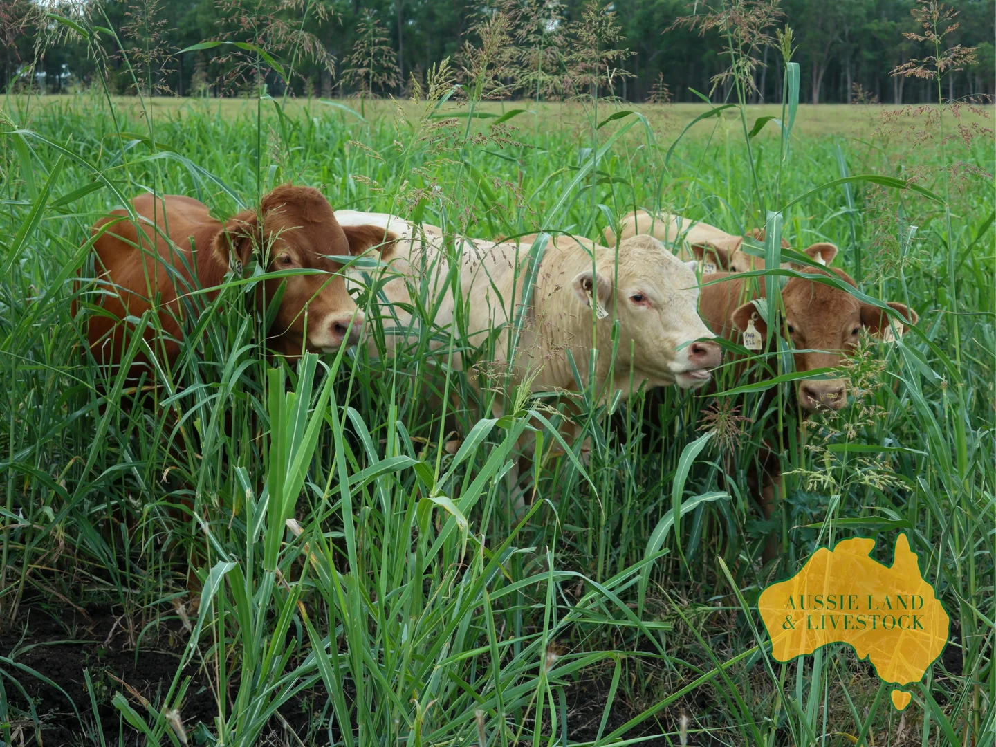 Additional image 3 of 629 Stuart Valley Drive, Haly Creek QLD 4610