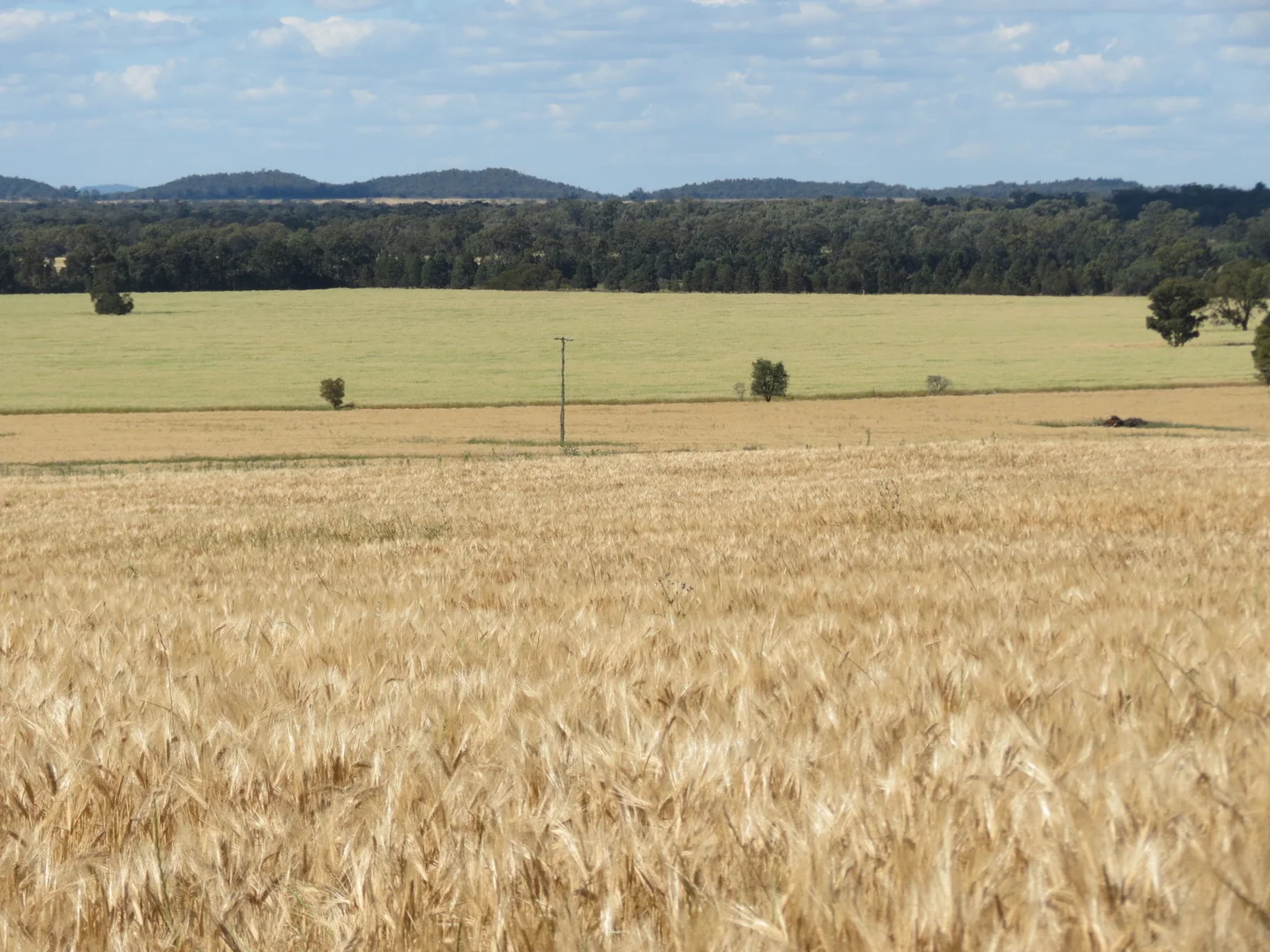 1032 Manna Forest Rd, Burcher NSW 2671 photo 3