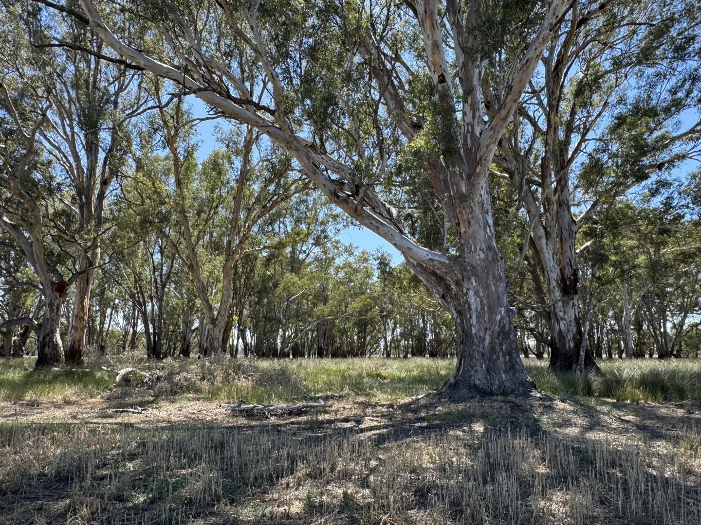 Additional image 23 of 740 Boland Road, Boorhaman VIC 3678