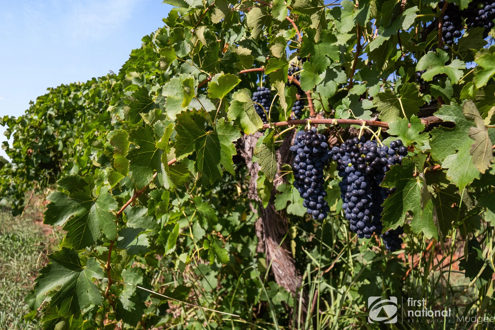 Additional image 2 of 70 Shiraz Drive, Gulgong NSW 2852