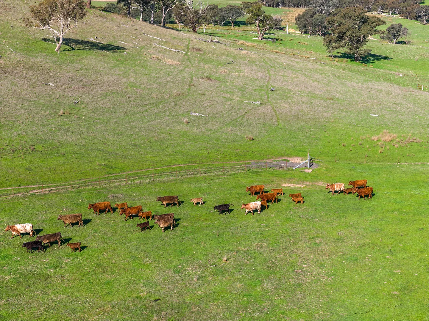 Additional image 23 of 1432 Lachlan Valley Way, Laverstock NSW 2582
