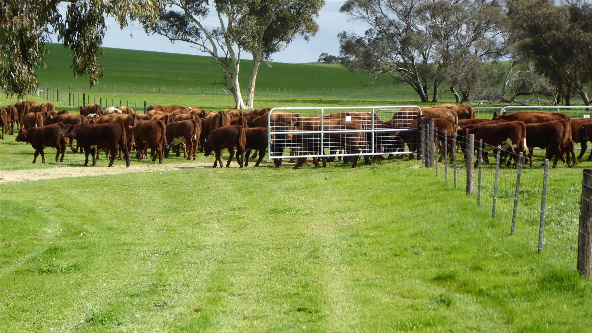 Additional image 15 of 2606 Riddoch Highway, Keith SA 5267