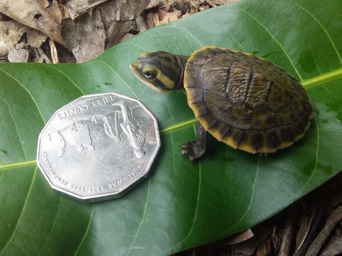 Additional image 16 of 685 Miles Road, Eva Valley NT 0822